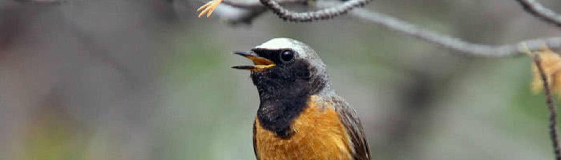 Ligue de protection des oiseaux